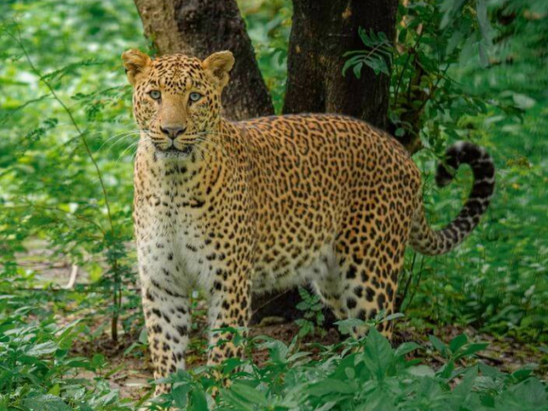 Indian Leopard