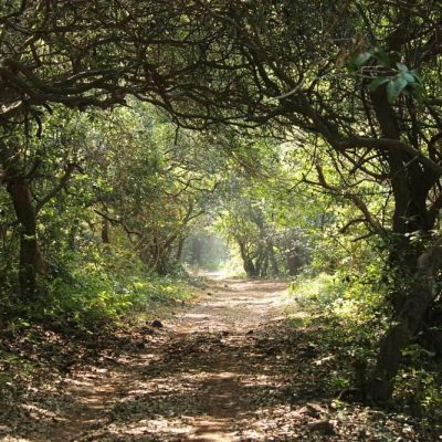 phansad-bird-sanctuary (12)