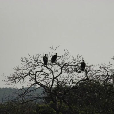 phansad-bird-sanctuary (13)