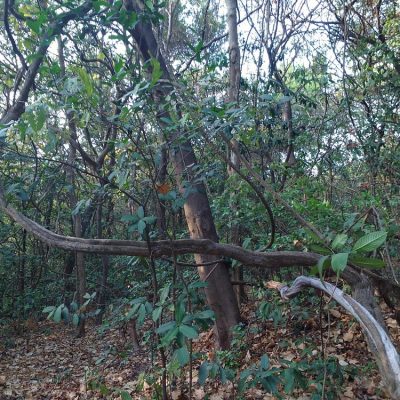 phansad-bird-sanctuary (4)